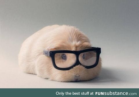 If guinea pigs worked in advertising this is what they'd look like