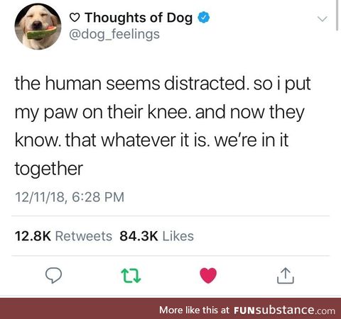 Good bois be good