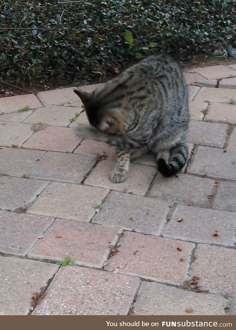 This is Blackfoot. He's a Campus Cat. Followed me til I fed him, but paused eating to dab.