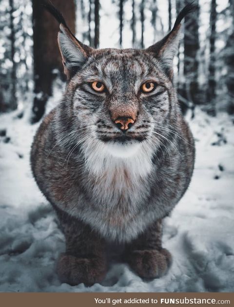 Lynx - bayern deutschland