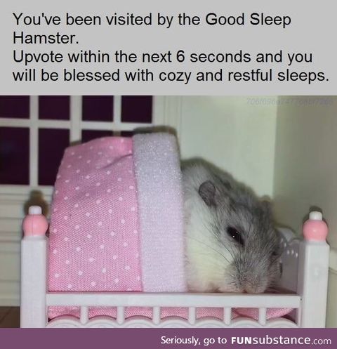 Good sleep hamster