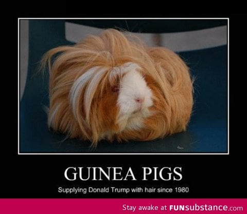 Guinea wigs