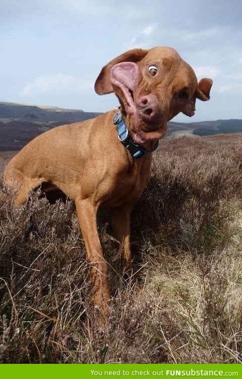 The funniest dog face I've seen in a while!