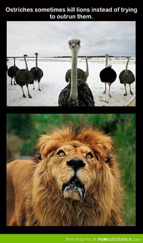 Lions beware of ostriches