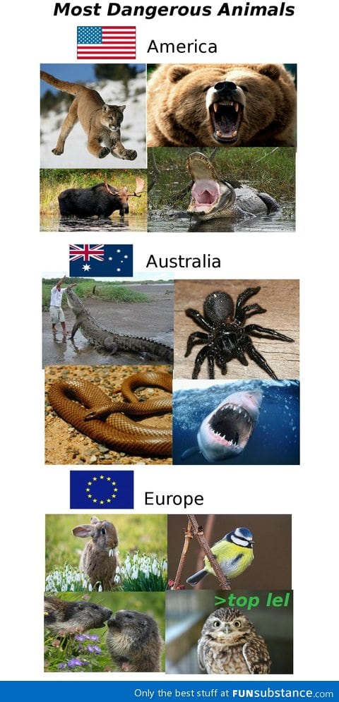 Most dangerous animals