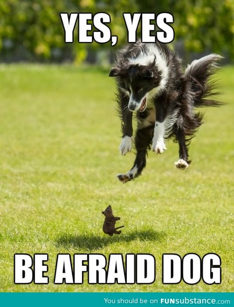 Be afraid of dog