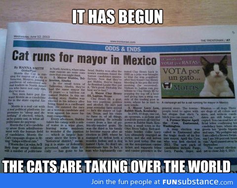 The age of humans is ending, cats are the future