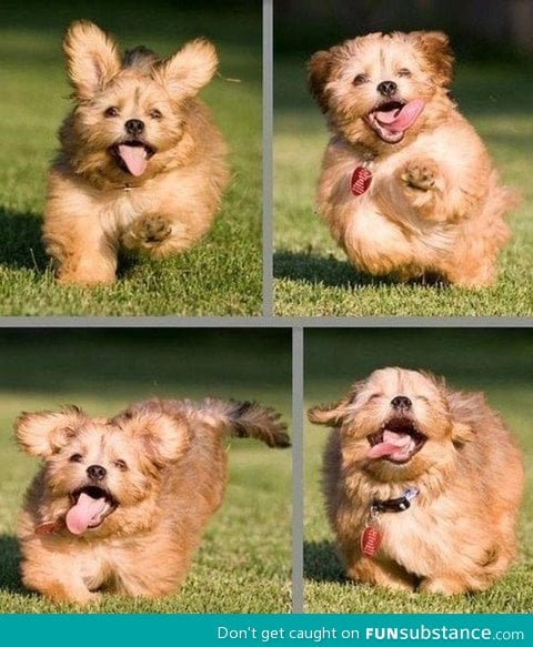 Perhaps the happiest dog in the world...