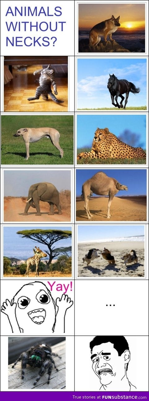 Animals without a neck