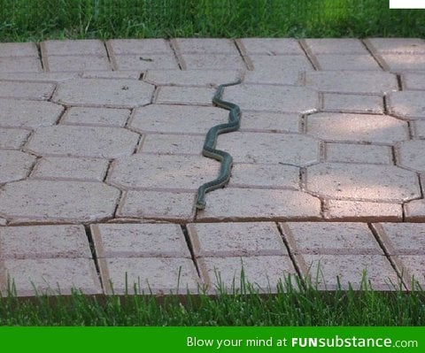 Playing snake