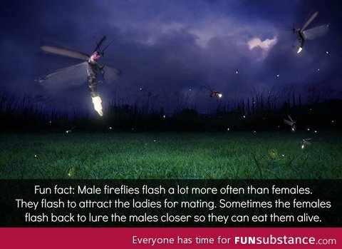 Firefly fact. That escalated quickly