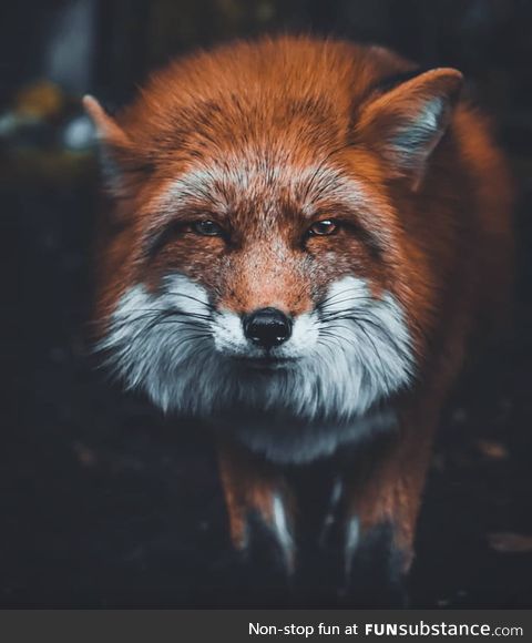 Smiley fox
