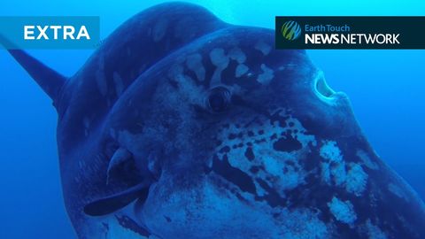 First, Context: A giant sunfish (aka Mola Mola)