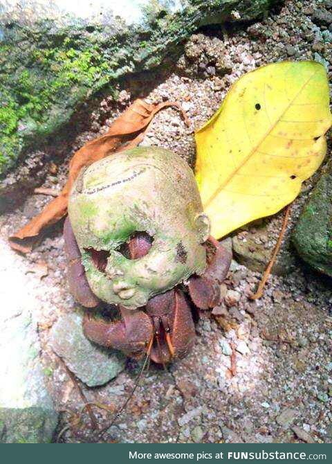 Coconut crab using a discarded doll's head as a makeshift shell