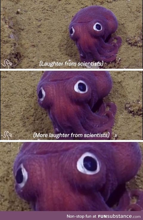 Googly eyes squid