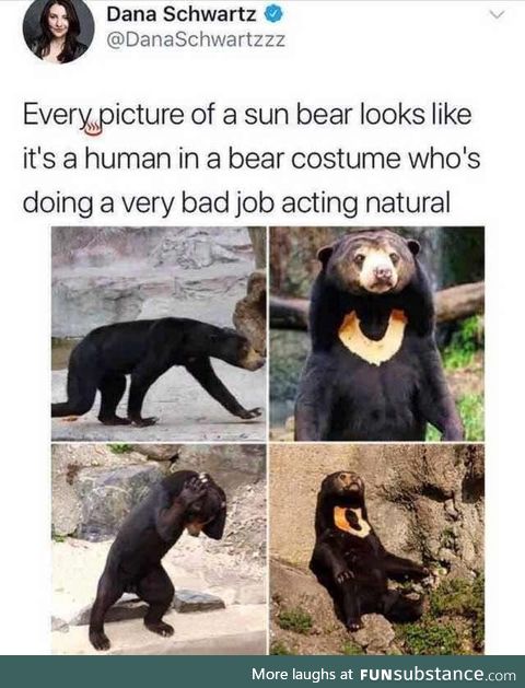 Excuse me, I am a bear