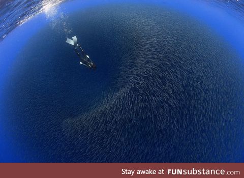 Diving into a school of fish