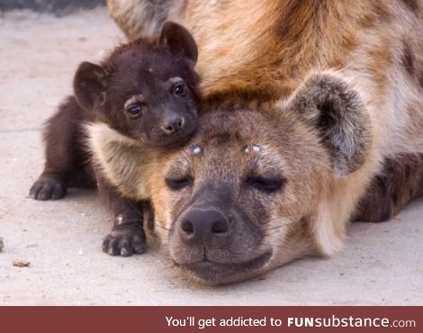 Three month old Hyena Cub (Kai)