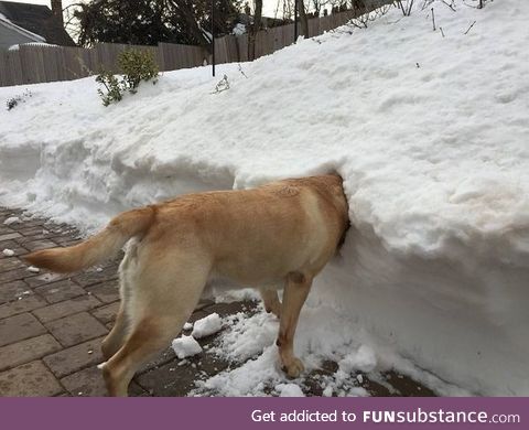 Dog's Head in the Snow