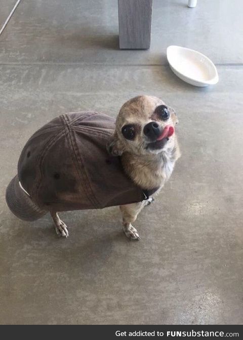Look-a-like-a-turtle