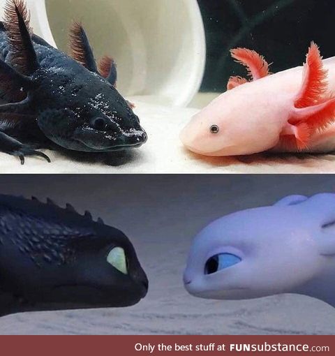 Mexican Ajolote meets How To Train Your Dragon