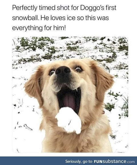 Dog's first snowball