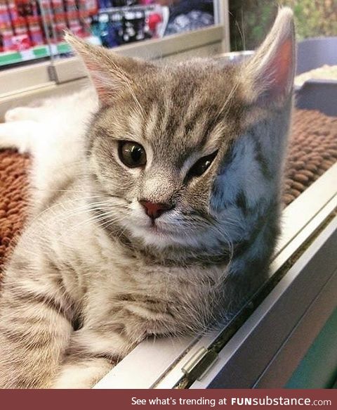 Kitten leans on glass