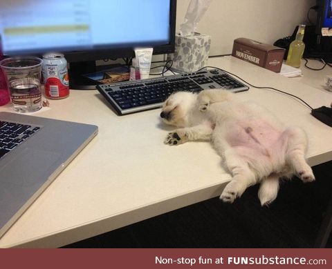 This puppy had a really tough day at work