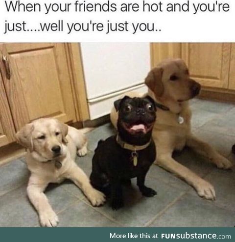 Three dogs