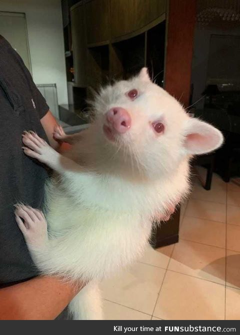 If you never saw one,here is an albino raccoon