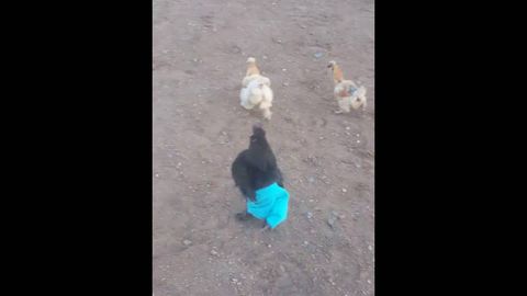 For anyone wondering, this is Charlie the Chicken, wearing blue pants