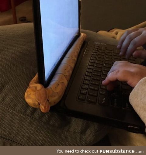 Snakes like warm computers too