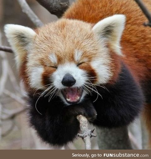 A happy red panda