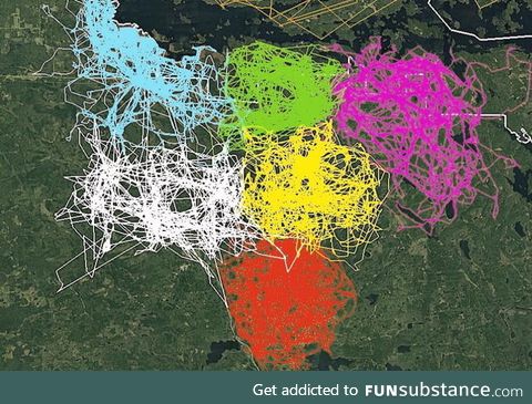 "An image of GPS tracking of multiple wolves in six different packs around