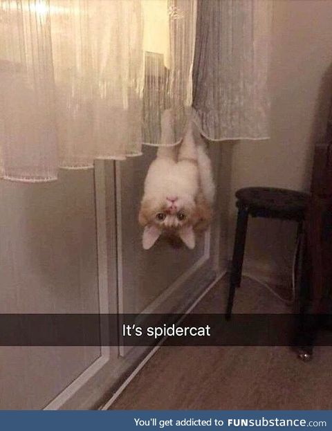 Friendly neighborhood spidercat