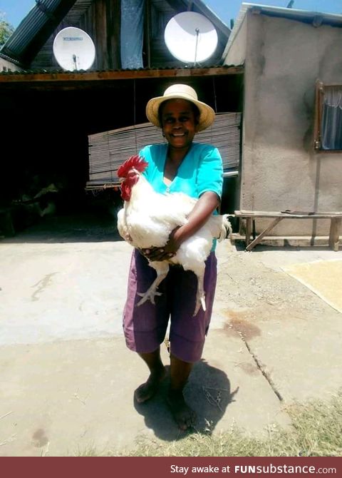 15kg hen from Madagascar