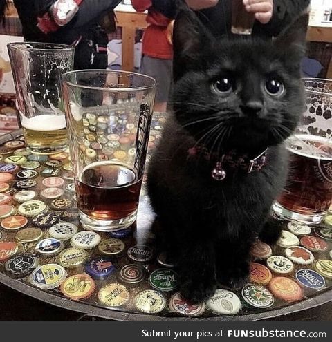 This bar's most adorable customer!