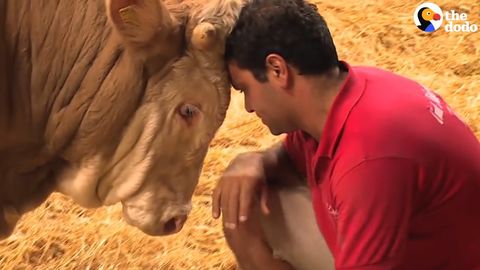 Bull rescued from the hell of bullfighting is so happy to have it's first soft bed