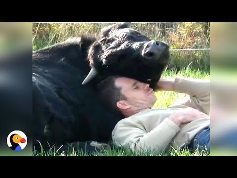 Rescue Bull loves to cuddle the man who rescued him