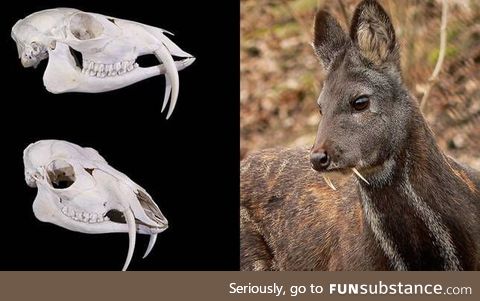 The Siberian Musk Deer has fangs