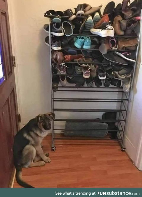 Apparently somebody likes to eat shoes