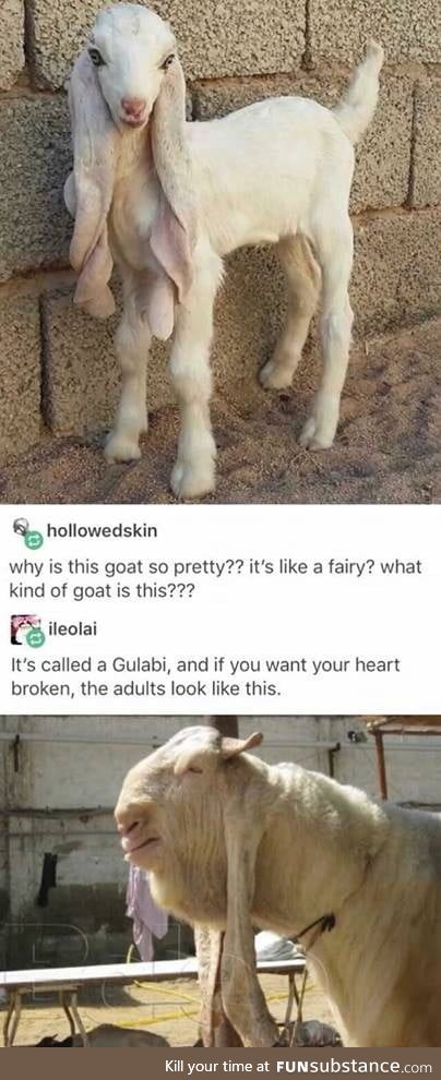 A fairy goat?