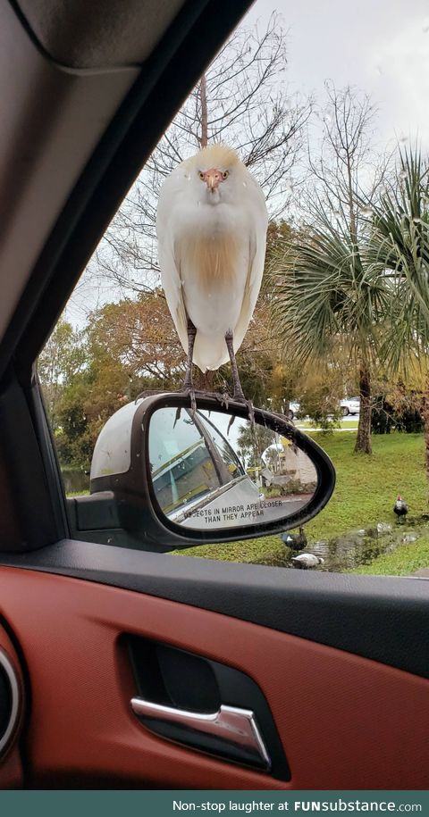 This bird is just staring me down for my french fries at McDonalds....Send help