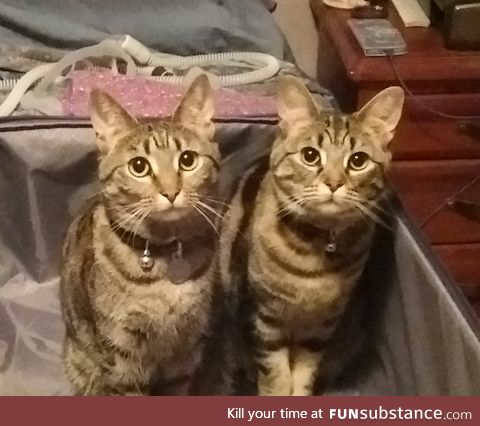 My Cats (Shepard and Ryder) having some suitcase fun this morning *sorry I f*cked up*
