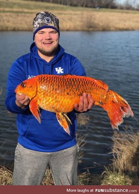 20lb Goldfish