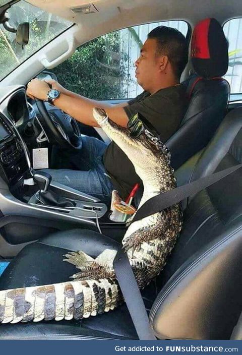 Not matter how cool might be, you will never be as cool as this alligator