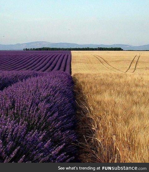 A lavender field next to a wheat field