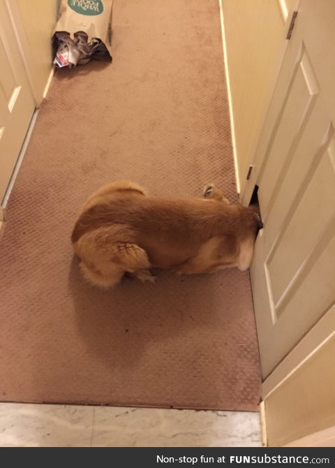 She always does this with the cat door