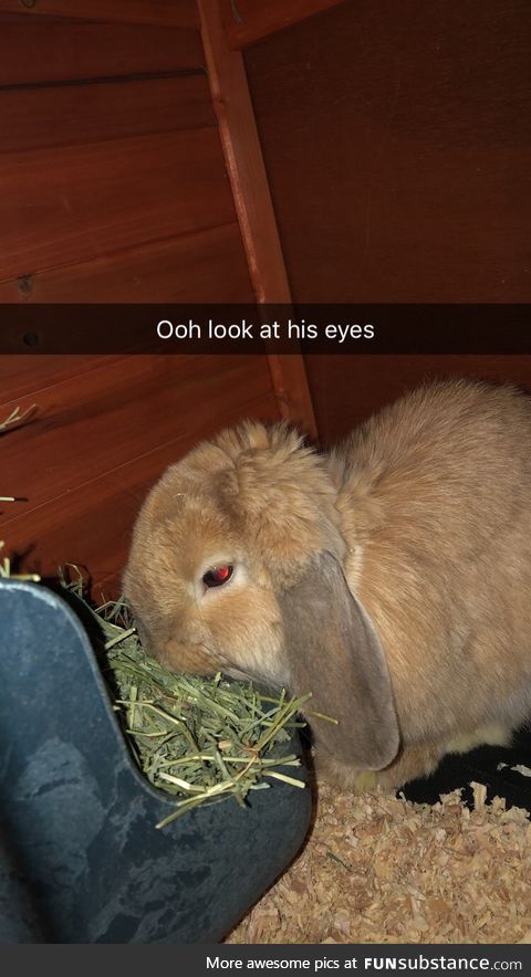 I just thought I'd share the picture of my bunny with everybody