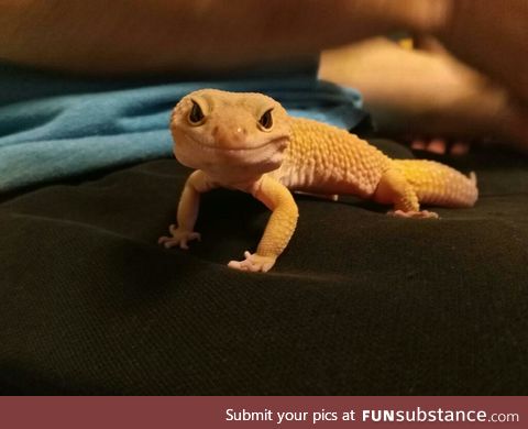 This is my leopard gecko JUSTICE!